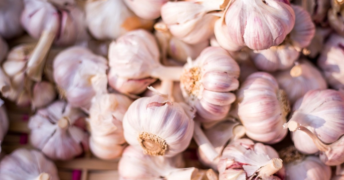 From The Garden Cabbages Garlic Herb Federation Of New Zealand