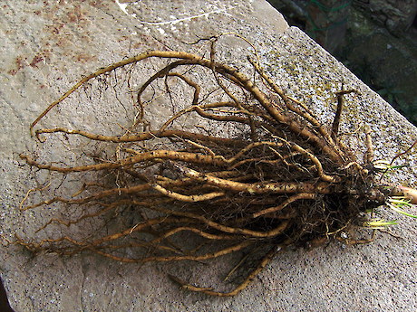 Marshmallow roots