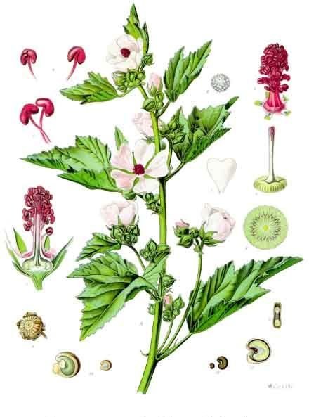 Althaea officinalis – Köhler–s Medizinal-Pflanzen 1897
