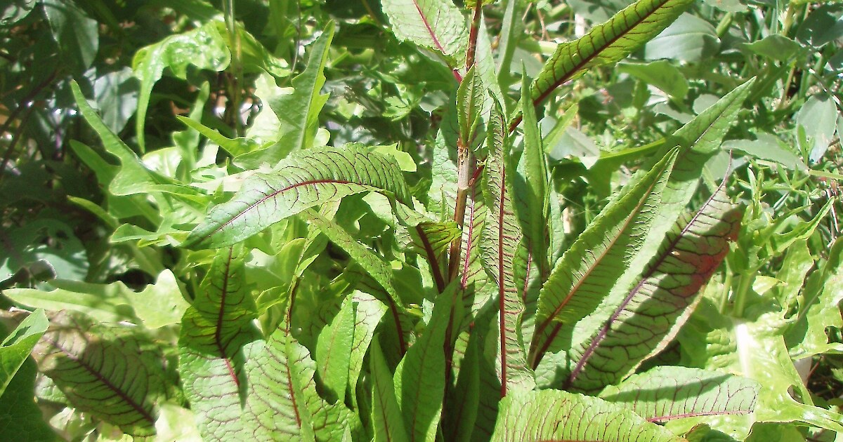 Sorrel Herb Federation Of New Zealand