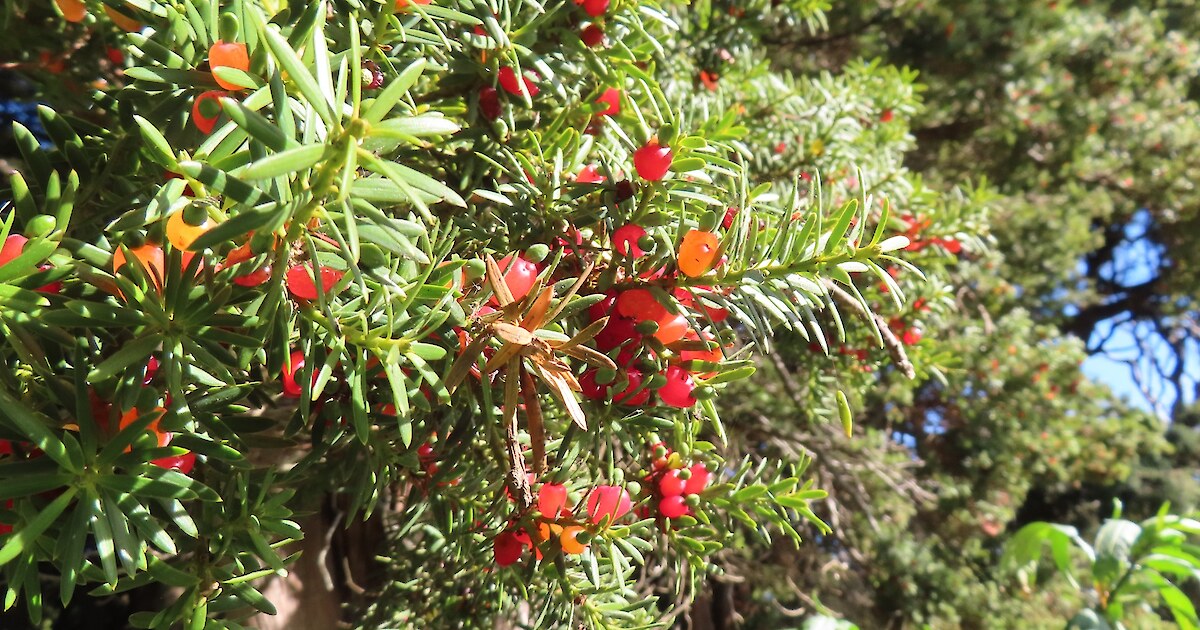 Totara Herb Federation Of New Zealand