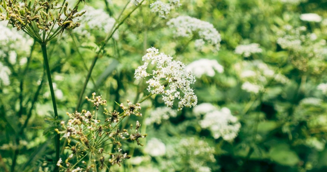 Resources • Herb Federation of New Zealand