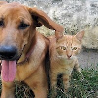 Herbal remedies for pets