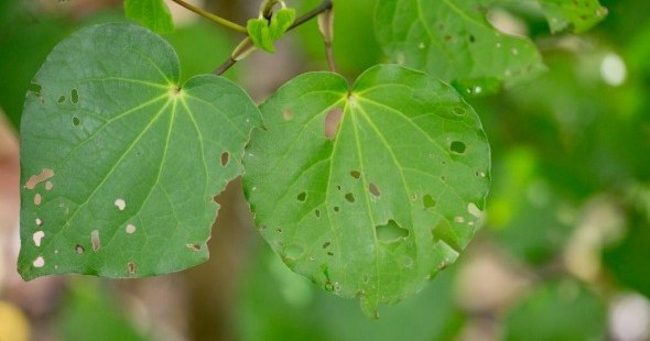 Herbs And Sustainability • Herb Federation Of New Zealand