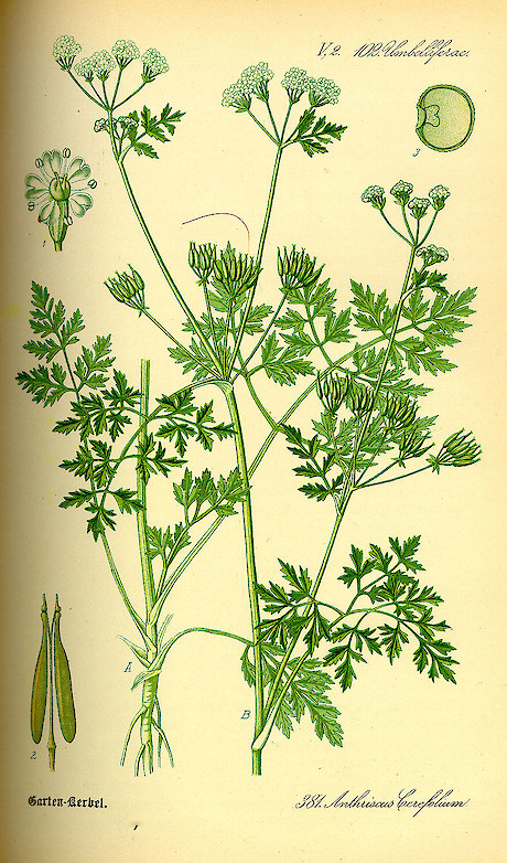 Chervil • Herb Federation of New Zealand