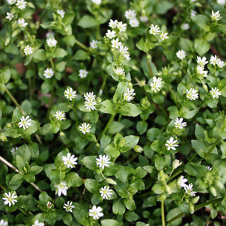 Chickweed