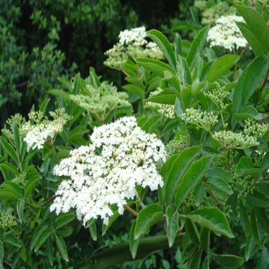 Elderberry, Elderflower