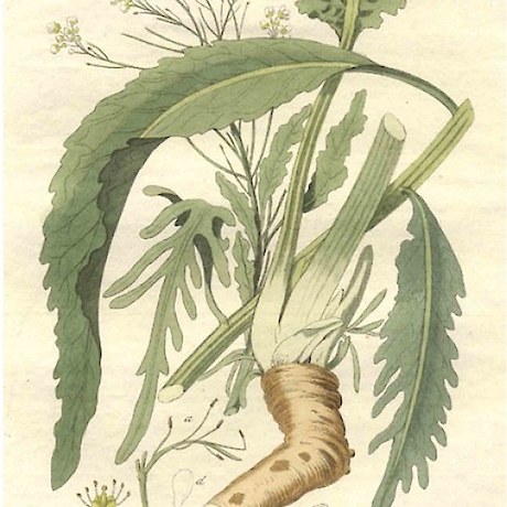 Horseradish