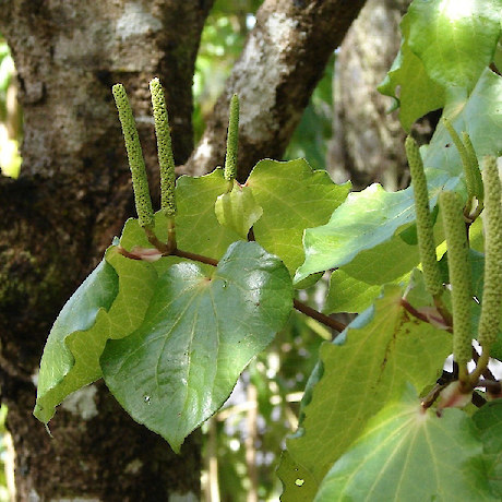 Kawakawa