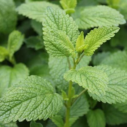 Lemon Balm