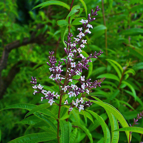 Lemon Verbena