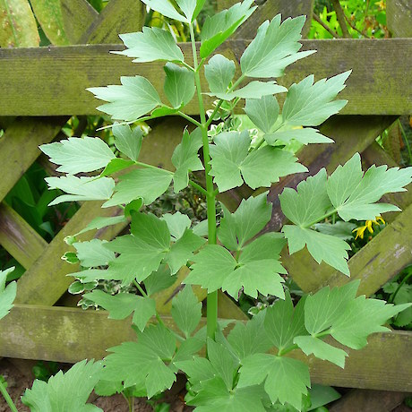 Lovage