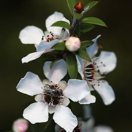 Manuka