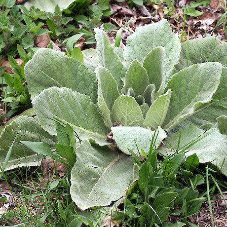 Mullein