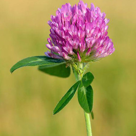 Red Clover