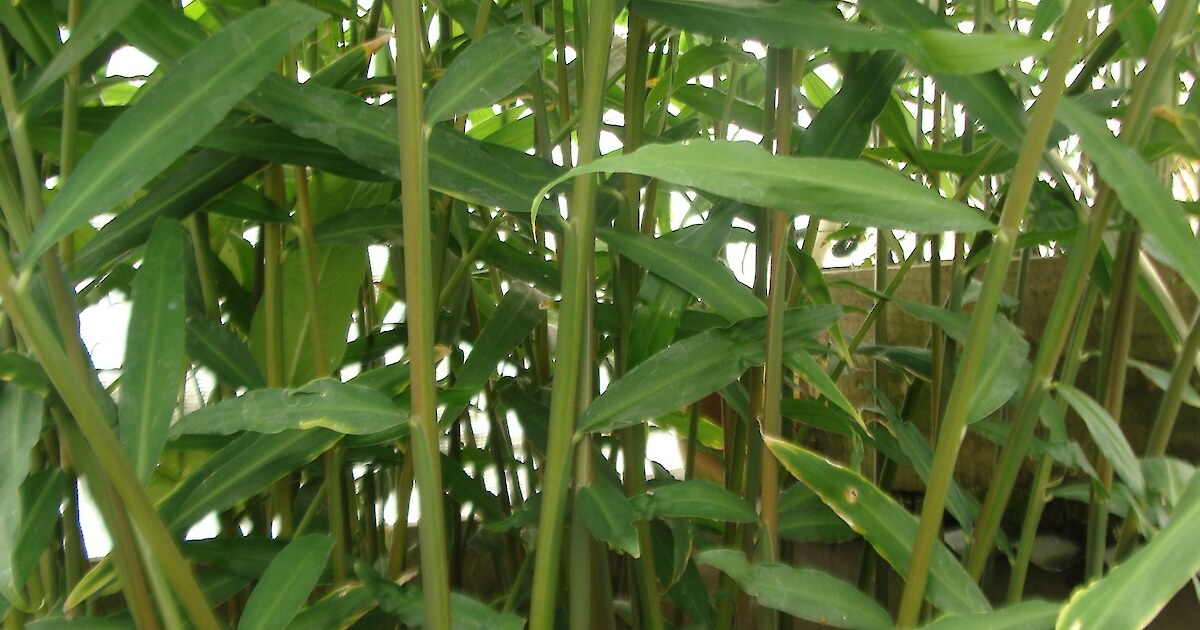 Ginger • Herb Federation of New Zealand