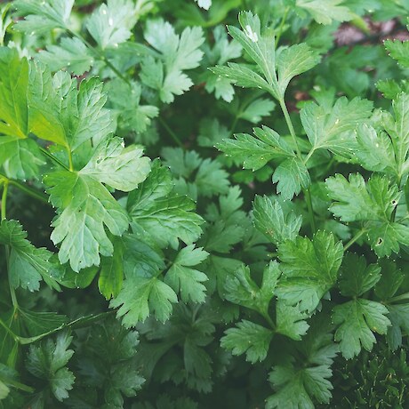 Parsley