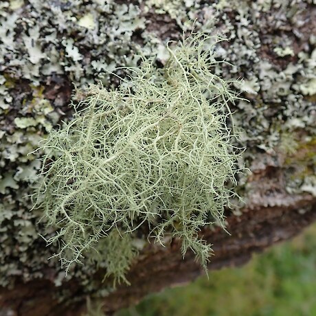 Lichen