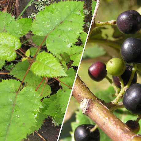 Makomako (Wineberry)