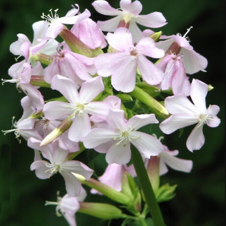 Soapwort