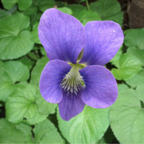 Violet, Heartsease and Pansy