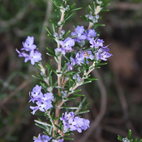 Herbs • Herb Federation of New Zealand