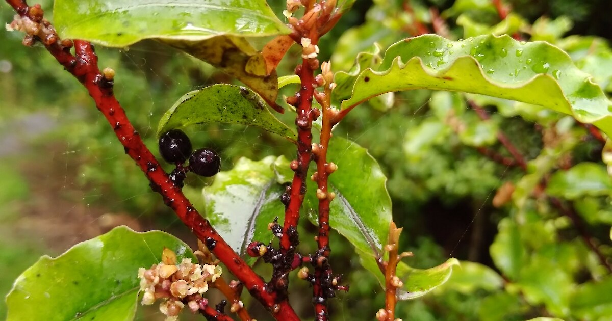 Red Matipo • Herb Federation Of New Zealand