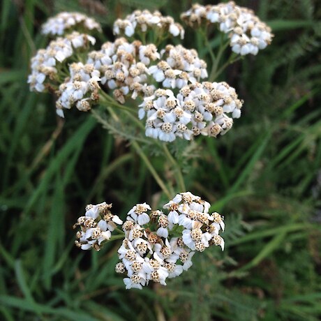 Yarrow