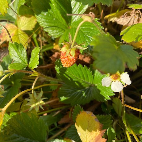 Wild Strawberry