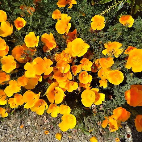 Californian Poppy