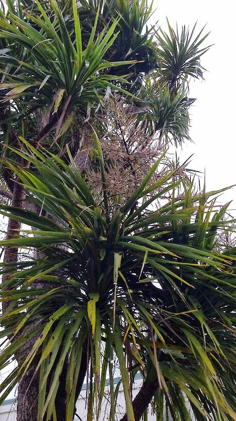 Ti kouka, Cordyline australis, Cabbage Tree, Petone; Claire Sumner-Lawry