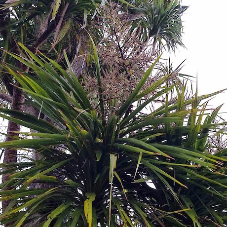 Tī kōuka, Tōī, Cabbage Tree Cordyline species