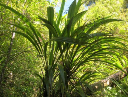 Cordyline banksii, Waitakere, Nile River, Charleston, West Coast-Melissa Hutchison