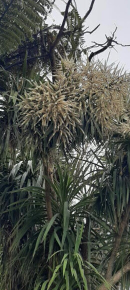 Ti kōuka in flower, Egmont Village, Jan Smith