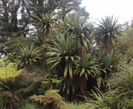 Tōī (Cordyline indivisa); Joe Dillon, from WHB