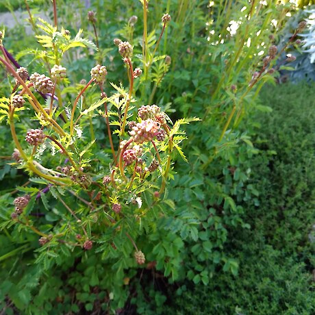 Salad Burnet