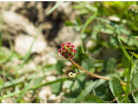 Salad Burnet flower, close-up; https://thisnzlife.co.nz/12-interesting- facts-about-salad-burnet/