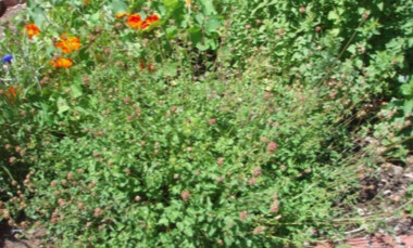 Salad Burnet, summer; Gardens of the World