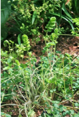 Salad Burnet, spring growth; Karina Hilterman