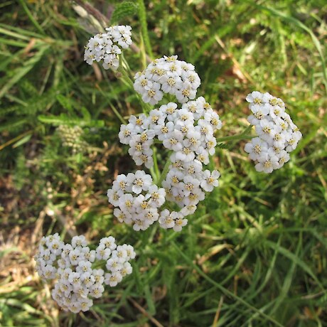 Yarrow -International herb of the year 2024