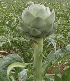 (Image from: http://en.wikipedia.org/wiki/Artichoke)