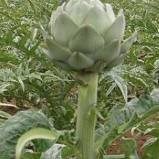 Globe Artichoke