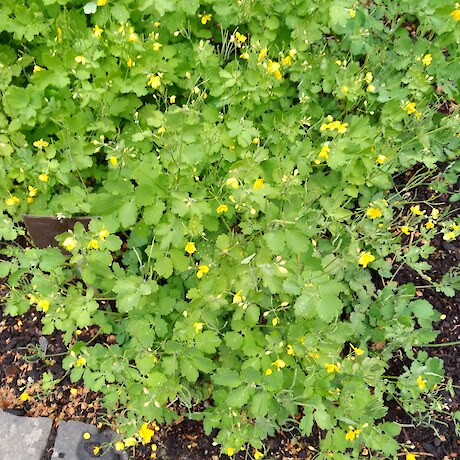 Greater Celandine